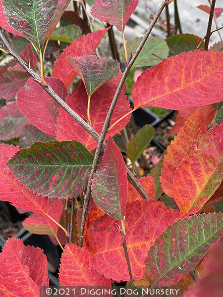 Amelanchier grandiflora Autumn Brilliance