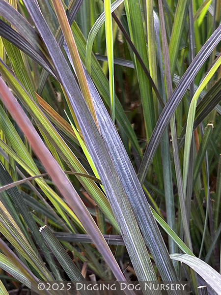 Andropogon gerardii ‘Holy Smoke’
