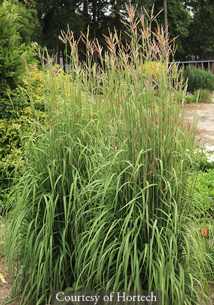 Andropogon gerardii ‘Karl′s Cousin�’