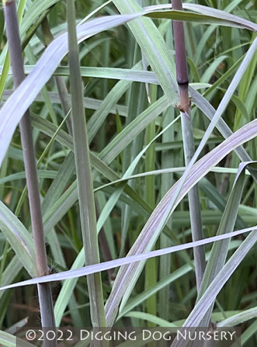 Andropogon gerardii ‘Lord Snowden�s Big Blue’