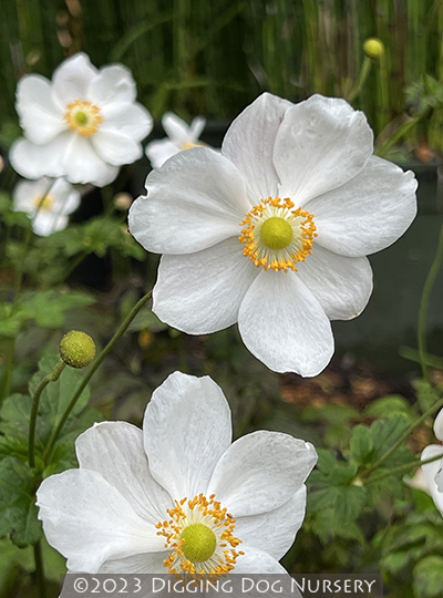 Anemone hybrida Andrea Atkinson