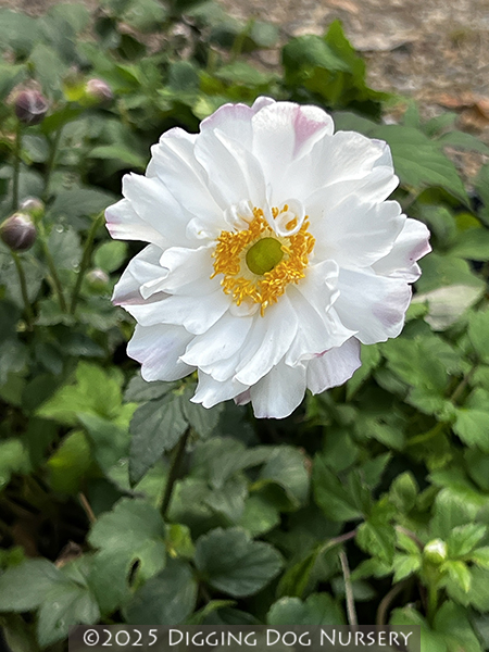 Anemone Fantasy Snow Angel