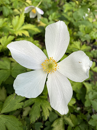 Anemone &lsquo;Wild Swan&rsquo;