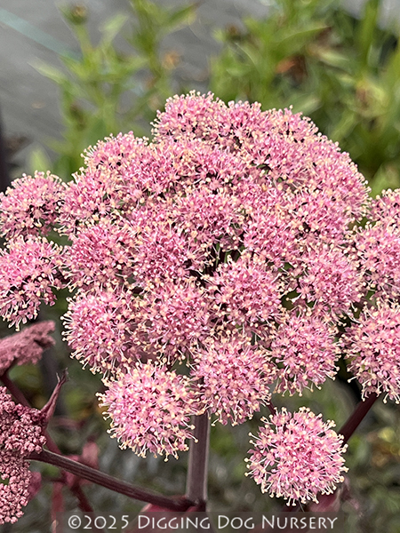 Angelica sylvestris Vicars Mead