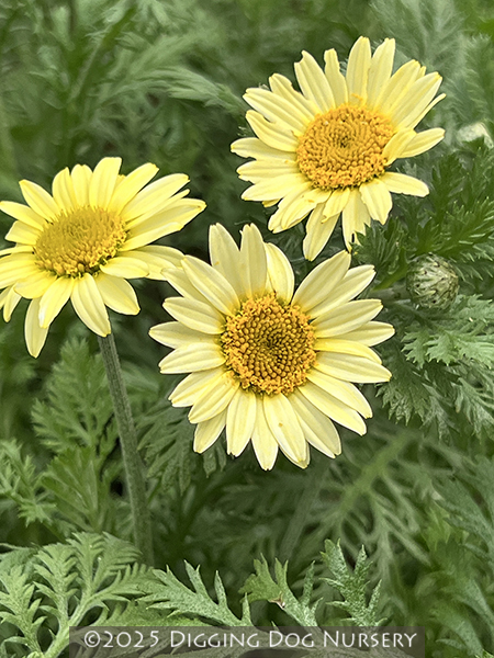 Anthemis ‘Susanna Mitchell’