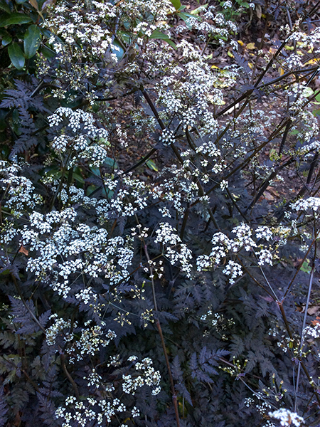 Anthriscus sylvestris ‘Ravenswing’