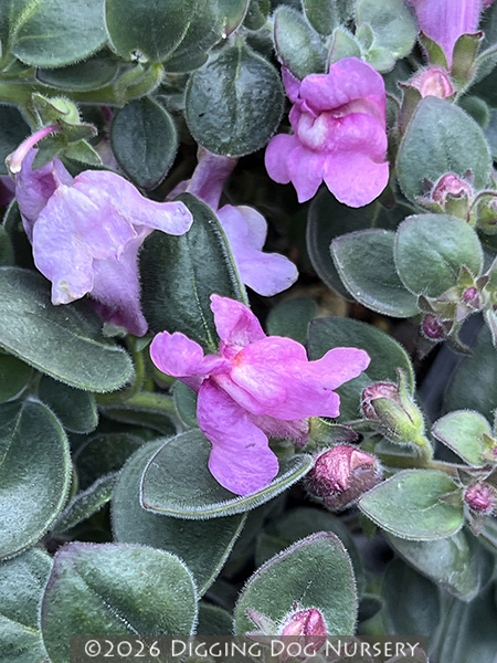 Antirrhinum hispanicum &lsquo;Roseum&rsquo;