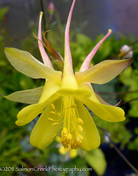Aquilegia chrysantha &lsquo;Denver Gold&rsquo;