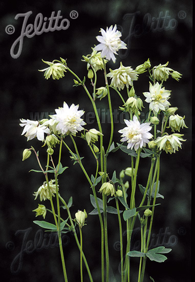 Aquilegia vulgaris &lsquo;Green Apples&rsquo;