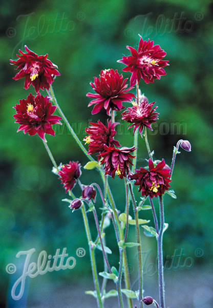 Aquilegia vulgaris plena &lsquo;Ruby Port&rsquo;