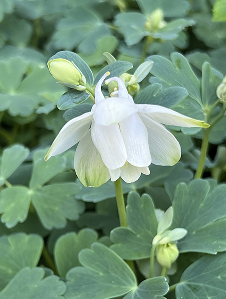 Aquilegia flabellata &lsquo;White Angel&rsquo;