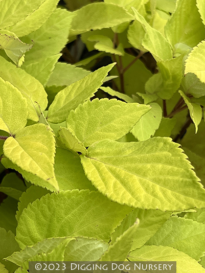 Aralia cordata &lsquo;Sun King&rsquo;