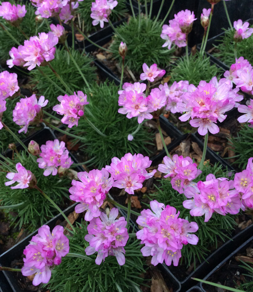 Armeria &lsquo;Victor Reiter&rsquo;