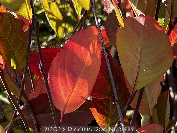 Aronia melanocarpa Viking