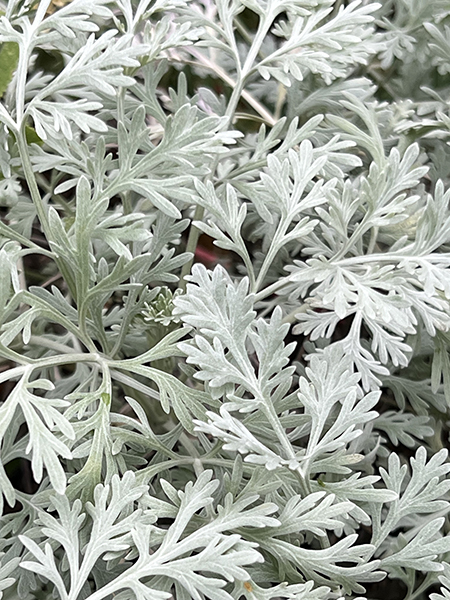 Artemisia absinthium &lsquo;Huntington Gardens&rsquo;