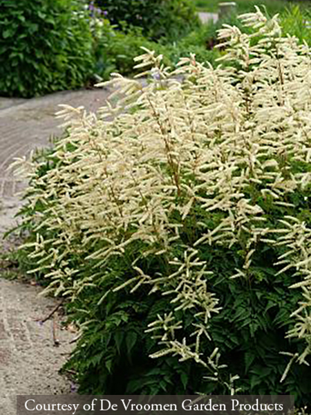 Aruncus &lsquo;Horatio&rsquo;