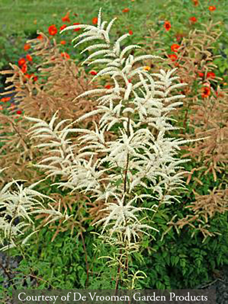 Aruncus dioicus &lsquo;Kneiffii&rsquo;