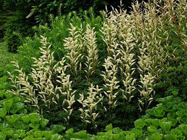 Aruncus aethusifolius
