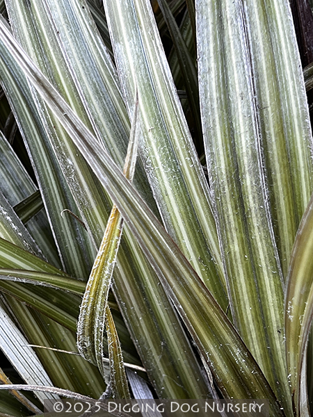 Astelia nivicola &lsquo;Red Gem&rsquo;