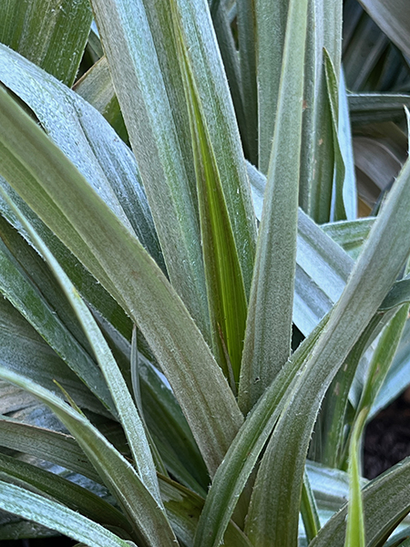 Astelia chathamica ‘Silver Spear’