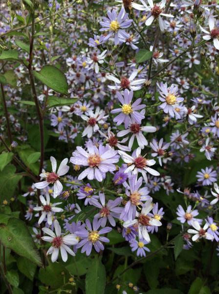 Aster cordifolius &lsquo;Avondale&rsquo;
