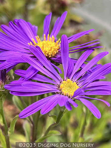 Aster ‘Blue Autumn’