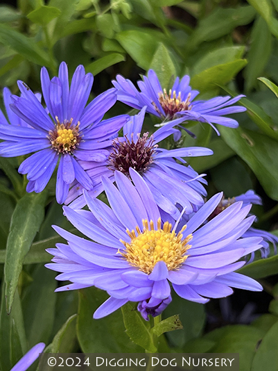 Aster novi-belgii Blue Danube