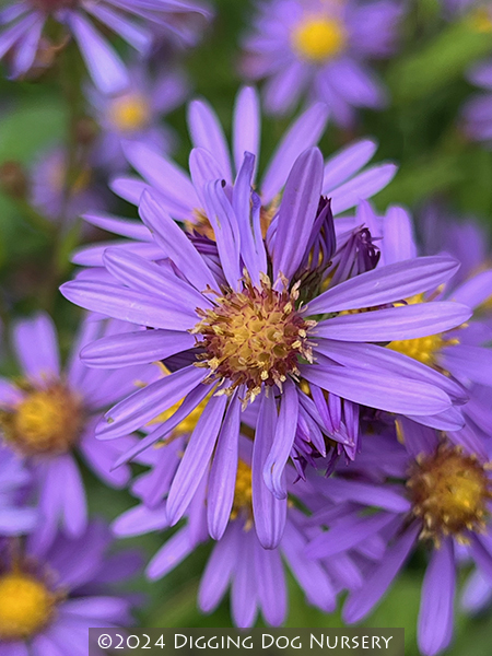Aster laevis &lsquo;Bluebird&rsquo;