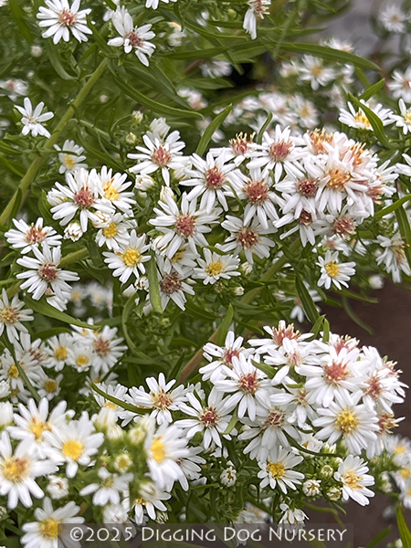 Aster &lsquo;Bridal Veil&rsquo;