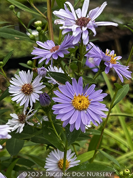 Aster laevis &lsquo;Climax&rsquo;