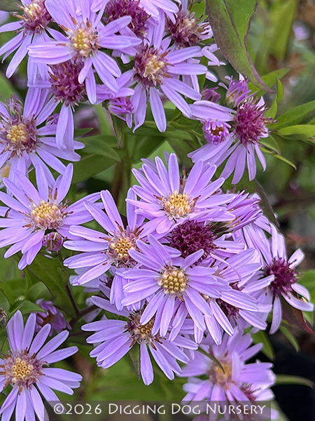 Aster &lsquo;Coombe Fishacre&rsquo;
