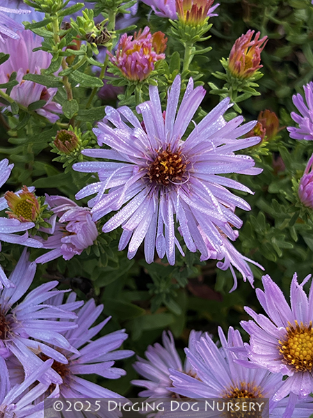 Aster oblongifolius &lsquo;Dream of Beauty&rsquo;
