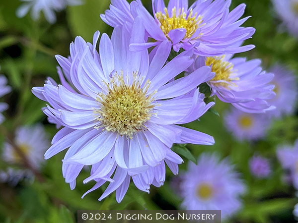 Aster novi-belgii &lsquo;Fellowship&rsquo;