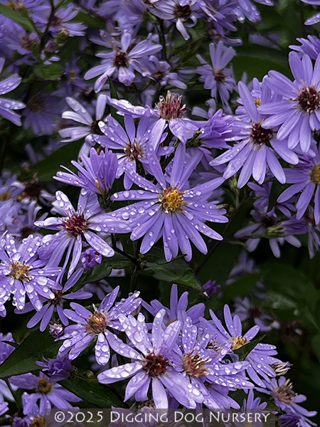 Aster cordifolius &lsquo;Little Carlow&rsquo;