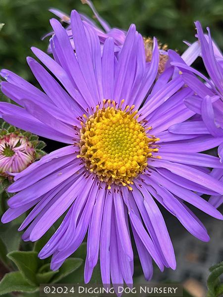 Aster frikartii &lsquo;Monch&rsquo;