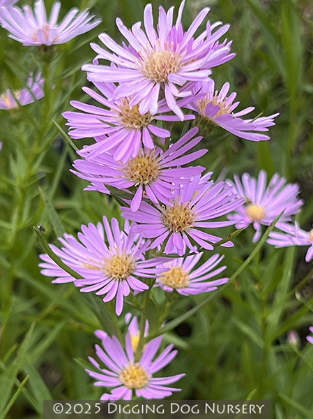 Aster &lsquo;Ochtendgloren&rsquo;