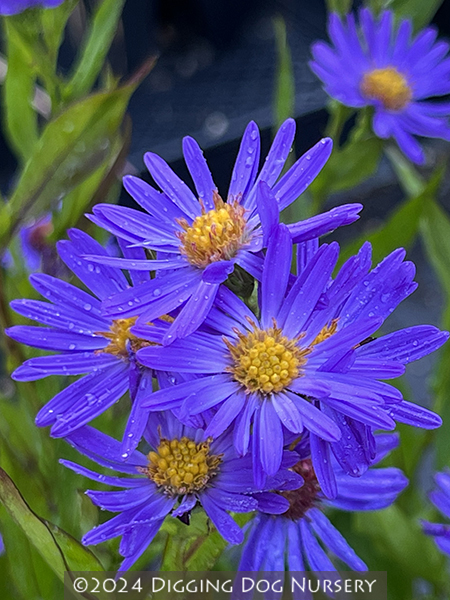 Aster Orpheus