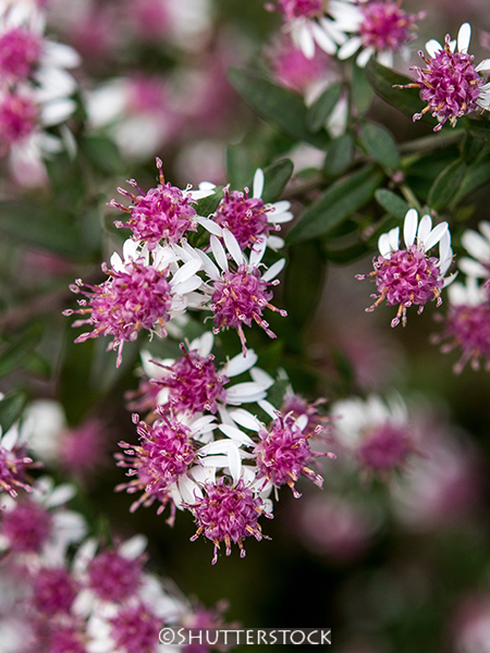 Aster lateriflorus &lsquo;Prince&rsquo;