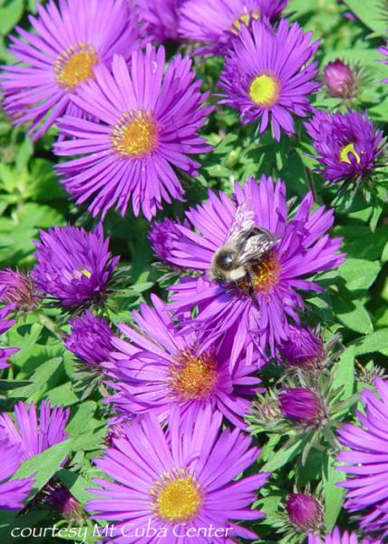 Aster novae-angliae &lsquo;Purple Dome&rsquo;
