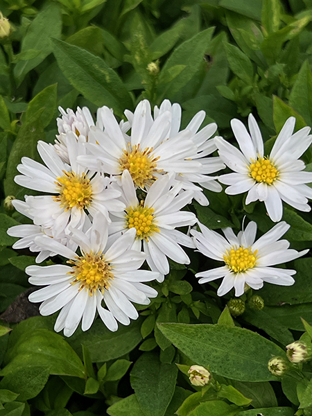 Aster novi-belgii &lsquo;Schneekissen&rsquo;