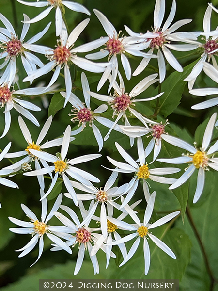 Aster divaricatus