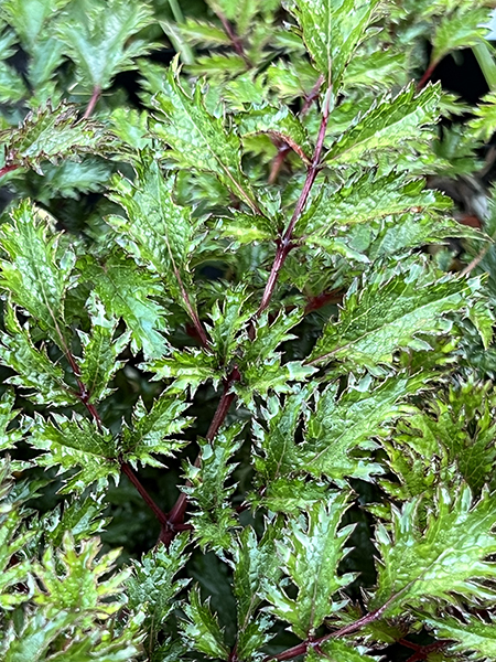 Astilbe crispa &lsquo;Perkeo&rsquo;