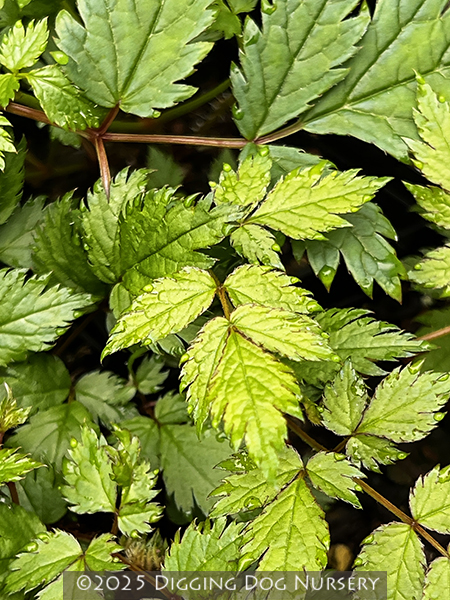 Astilbe chinensis &lsquo;Pumila&rsquo;