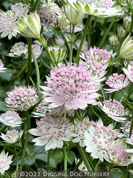 Astrantia major &lsquo;Buckland&rsquo;