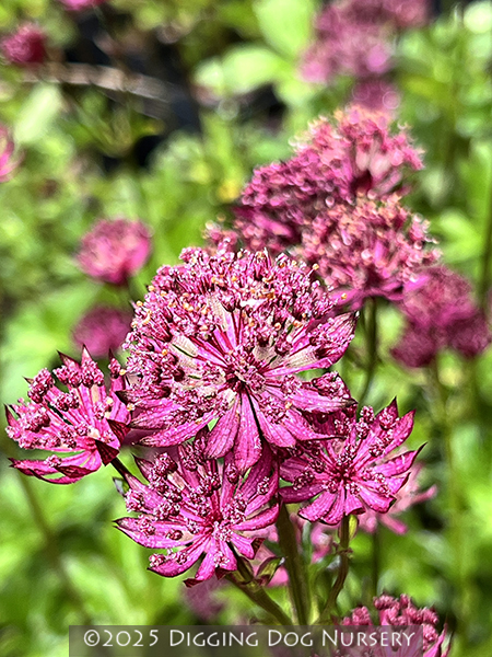 Astrantia major ‘Claret’
