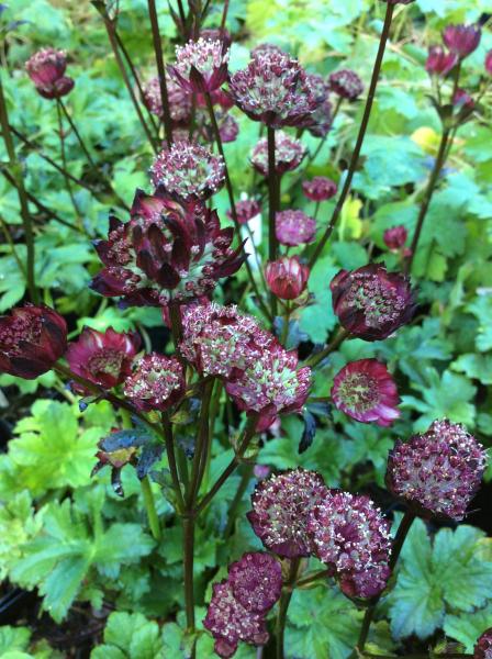 Astrantia major &lsquo;Hadspen Blood&rsquo;