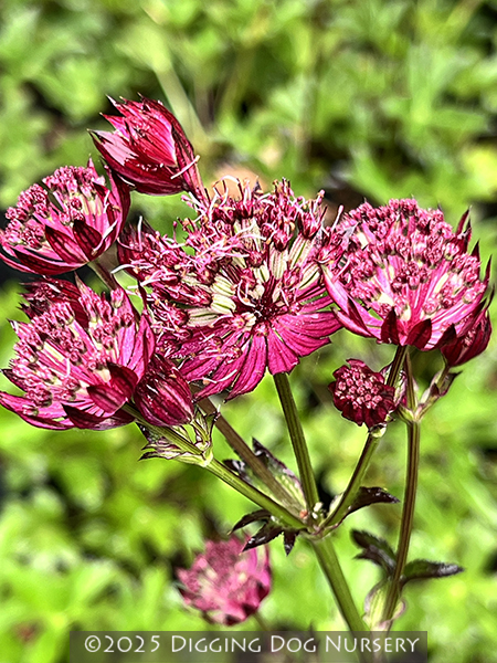 Astrantia major ‘Midnight Owl’