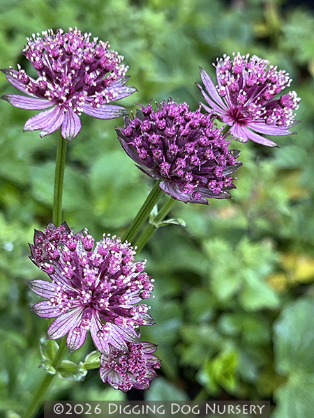 Astrantia major Roma