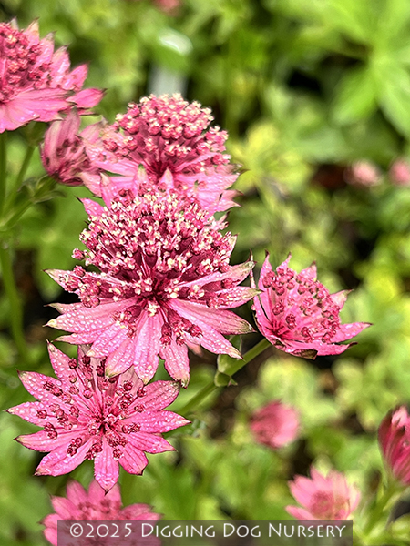 Astrantia major Roma