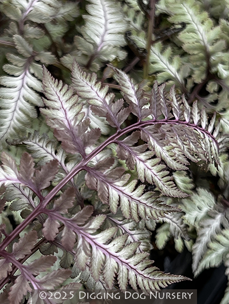 Athyrium niponicum &lsquo;Burgundy Lace&rsquo;